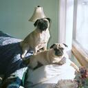 Heather Molina - @vinnieandlouie - Twitter