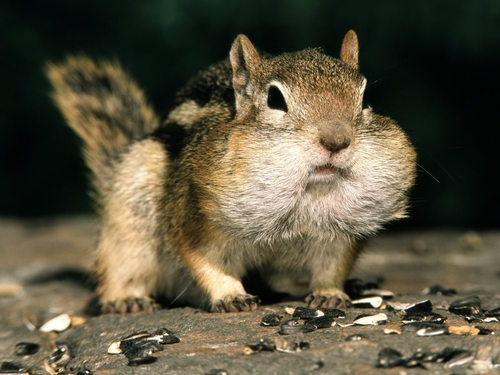 UNC_Chipmunks's profile picture. Cutest fur balls in these here parts. #TeamCoexistWithSquirrels #TeamOhItsGoneGetDone #TeamTatted #NutsOnNutsOnNuts