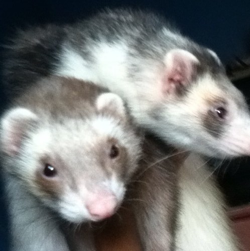 TinkAndHavana's profile picture. Hello We R {{Tink N Havana}} Two Cuties looking for Adventure!! Our Brofurs R @rileytheguineaP N Diegothepup!!