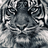 tigerbait91's profile image