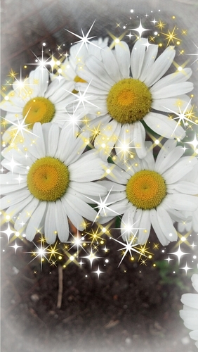 luo_lindieluo's profile picture. 