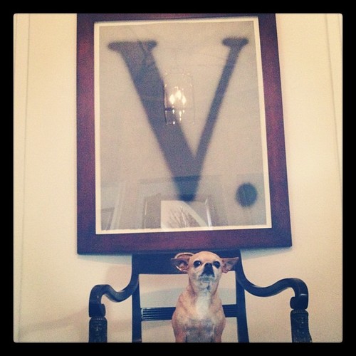 Living la vida loca in warm, sunny Los Angeles. It's a *ruff* life, but someone's got to do it!