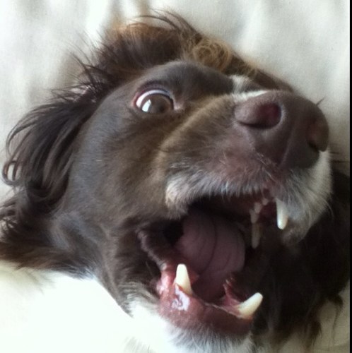I am a springer spaniel, and I troll my owners and pretty much everyone around me.