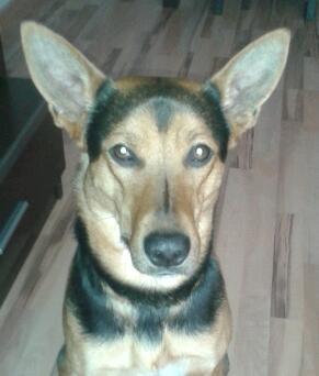 1044LlVis's profile picture. Vaig aprendre a recordar que jo també vaig ser un nen, és el que ens passa a les persones grans que sovint ens n'oblidem