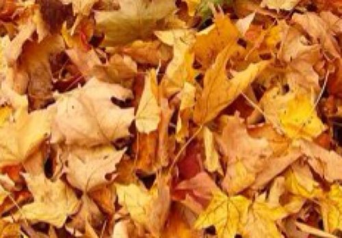 AutumnQuotes's profile picture. Quotes for Autumn