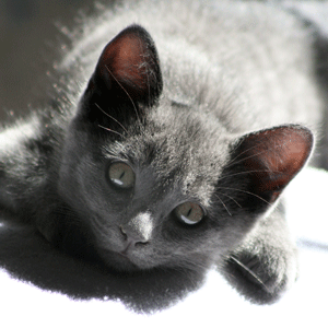 BelaMeezer's profile picture. 