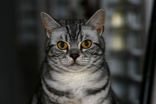 Pyewacket4's profile picture. Cat.    Silver tabby  5 years old.  BEAUTIFUL,modest