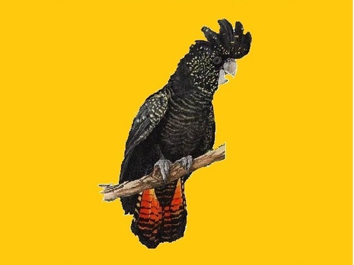 RegSecNSW's profile picture. 