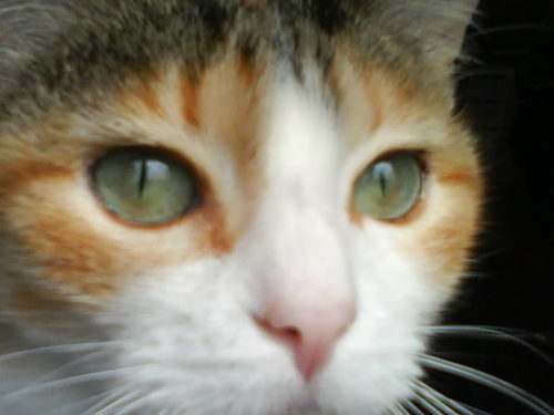 CINEFRIKA's profile picture. 