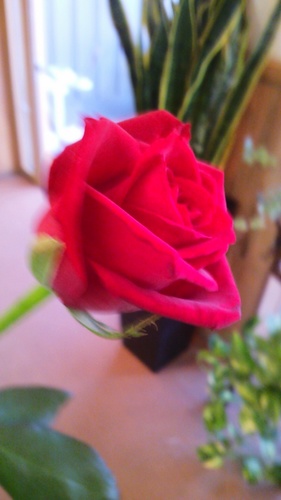 michipei4313's profile picture. 花屋です！Twitter初心者です！