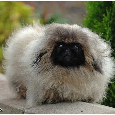 Pekinois Pekinois Twitter Pekinois Pekinois Twitter