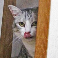 やしのき (@yasinoki7) Twitter profile photo