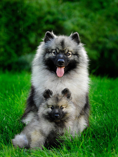 Spitz Loup Ar Twitter Chiot A Vendre Robin Spitz Loup Couleur Sauvage Male Nom Robin Race Spitz Loup Coule Http T Co Vizvbuevxr Elevage Eleveur Spitz Loup Ar Twitter Chiot A Vendre Robin Spitz Loup Couleur Sauvage Male Nom Robin Race Spitz Loup Coule Http T Co Vizvbuevxr Elevage Eleveur