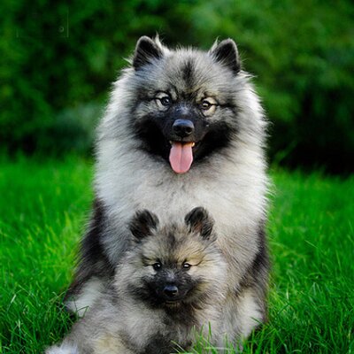Spitz Loup Spitzloup Twitter Spitz Loup Spitzloup Twitter
