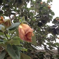 Ahmed (@saheb321) Twitter profile photo