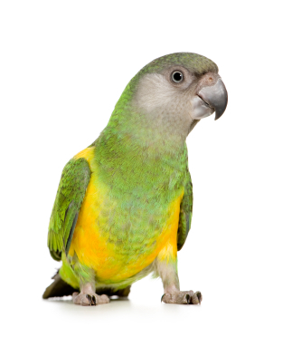Webshop  voor vogelartikelen voor alle vogelsoorten & Vogel kwekerij voor wildkleur  Pyrrhura's, Aratinga's en Amazonepapegaaien.