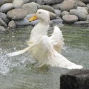 Cynthia sison - @ChaSison - Twitter