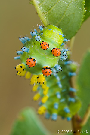 Rhythm of your Spice.   Current Status: Hungry Caterpillar Mode. Information is Fuel. Knowledge is Power