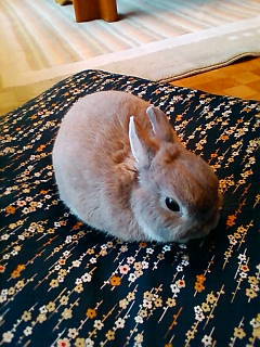 amibread's profile picture. 好きなもの→うさぎ、パン作り、テニス観戦、新しい地図、SMAP