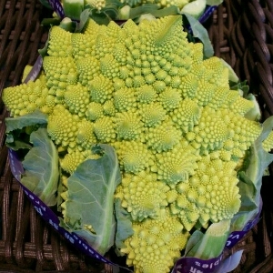 P_mutant's profile picture. 宇宙から来た企業戦士。3～4体いて日替わりで働いている。食品とか何かよく分からない液体作ってる。