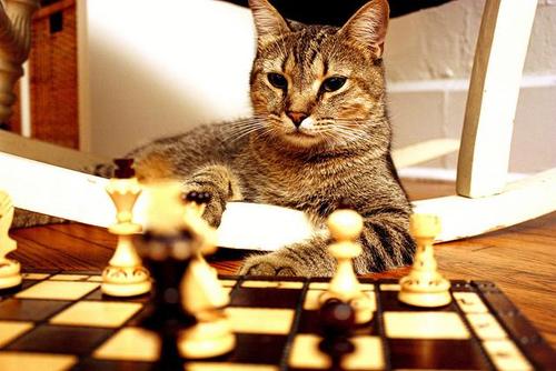 ChessQuotes Profile