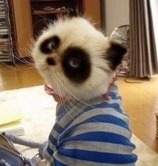 mrs_catrin's profile picture. 