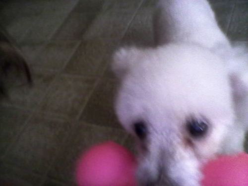 2 aninhos  amo ração Pedigree , sou Sport @dezirr_queiroz & @CaCa__Beelieber flores de my life