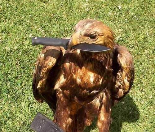 FREEHAMS's profile picture. touch the hams pls☺️️