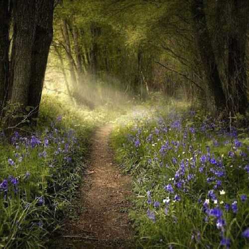 511demian's profile picture. 숲.