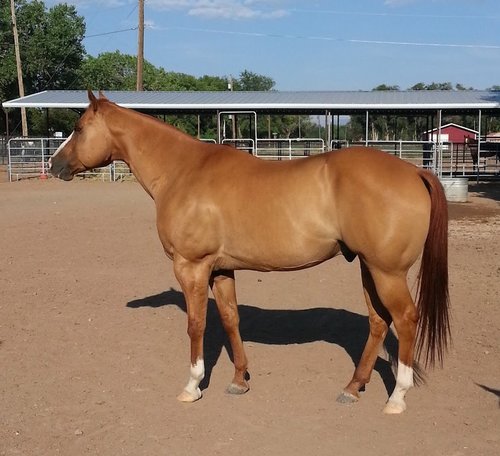 Father Husband Friend USAF Veteran Desert Storm Technology Consultant Horse Trainer Team Roper Heeler Live Free!