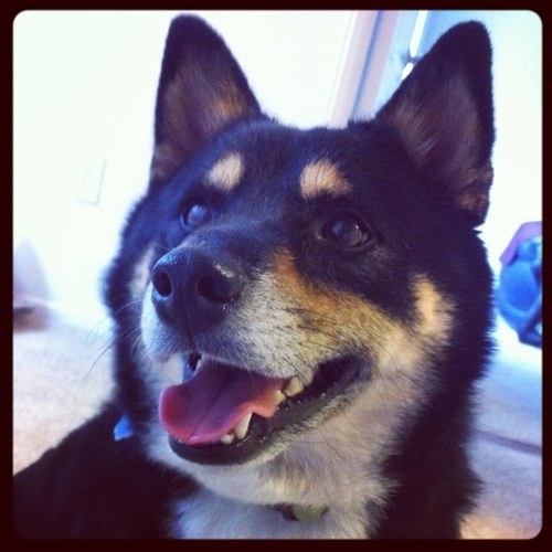 KyotaTheShiba's profile picture. The adventures of Kyota ♂ the Shiba Inu DOB 9/25/09
My human is @theburghaus