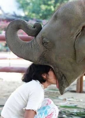 Un día un elefante se columpiaba en la tela de una araña. De tanto que se columpiaba, se mareó, vomitó y así sin más aperecí yo.