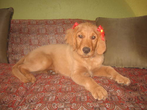 Amigo de las mascotas, y enamorado de mi familia, 100% hincha de Colombia, y Millonarios