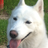 KitatheDog's profile image