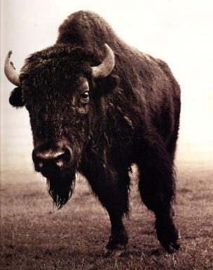 TheRealSouthDak's profile picture. From the Black Hills, to bustling city streets of Sioux Falls, an east coast Casting Director is searching for the REAL people of South Dakota. Follow Her!