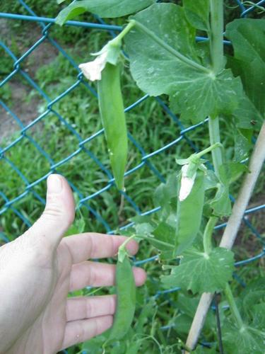 jamiegardenshop's profile picture. Online ¬ Organic ¬ Garden supplies
http://t.co/92wtJsGAAc
http://t.co/uvUD43IqCL