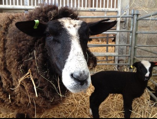 Morganfarmers's profile picture. Farmers wife, mother, trainee shepherdess of Zwartbles sheep, Pop Up shopkeeper at Lisa's Larder loves all things local. https://t.co/CVvpUH0KRS @lisalarder