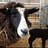 Morganfarmers's profile image