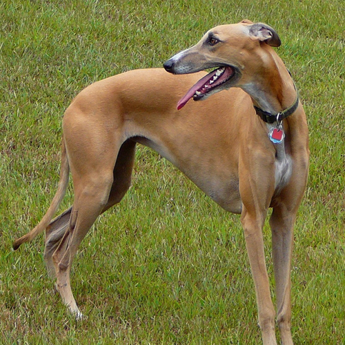 GREY2K_KS's profile picture. Representing Kansas for GREY2K USA, we believe that the cruelty of greyhound racing should end.