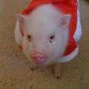 Miranda Merrill - @MerrillM25 - Twitter