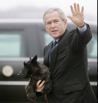 mepips's profile picture. 