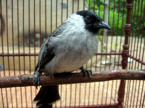 samsoe25's profile picture. arek malang (arema)