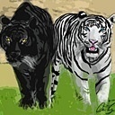 Perfil de notícias sobre a Saga Tiger's Curse || Profile of news about the Tiger's Curse Saga