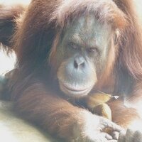 Animal Behaviour (@ethologyscience) 's Twitter Profile