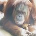 Animal Behaviour (@ethologyscience) Twitter profile photo Animal Behaviour (@ethologyscience) Twitter profile photo