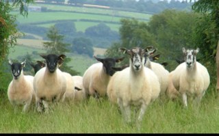 garryswife's profile picture. You wouldnt believe the things I can do and frankly I don't believe them either. I paint, I walk, I work, I drink, but not always in that order.