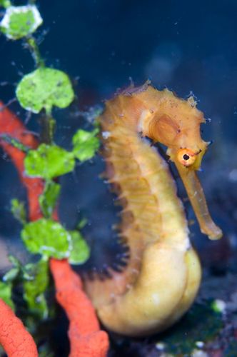 Seraya_Scuba's profile picture. Discover Scuba Diving course in Seraya Bali