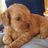 Cavoodle's profile image