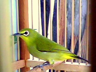 Komunitas Pecinta Hobi Burung Berkicau, Pusat Informasi Segala Macam Burung Berkicau dan Burung Hias, Tips Dan Triks Dalam Merawat Burung