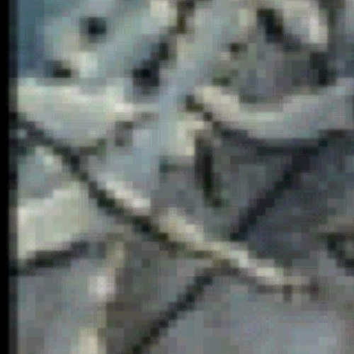 Wolfygirl1996's profile picture. 